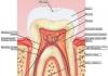 Structura anatomică și histologică a pulpei, funcții