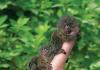 The smallest monkey - the pygmy marmoset The smallest monkey in the world