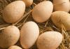 Ползите и вредите от пуешки яйца