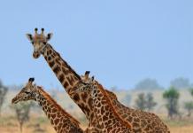 Pescoço de girafa: a queda de outro símbolo da evolução