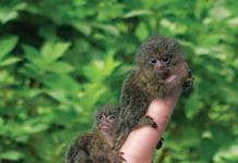 가장 작은 원숭이 - 피그미 마모셋 세계에서 가장 작은 원숭이