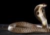 Varför drömmer du om att se en kobra: tolkningar av drömböcker