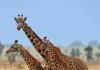 Жирафска шия: Падането на още един символ на еволюцията